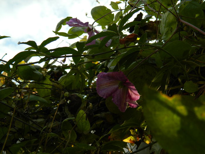 DSCN3398 - CLEMATITA_DE_NOIEMBRIE_2014