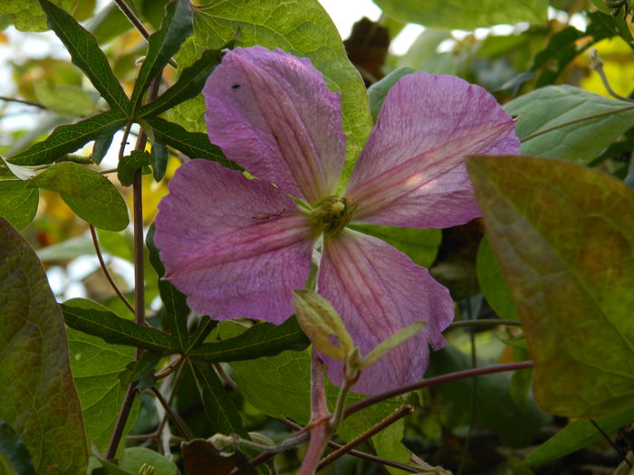 DSCN3399 - CLEMATITA_DE_NOIEMBRIE_2014