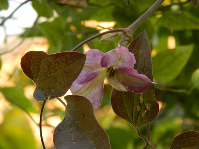 DSCN3401 - CLEMATITA_DE_NOIEMBRIE_2014