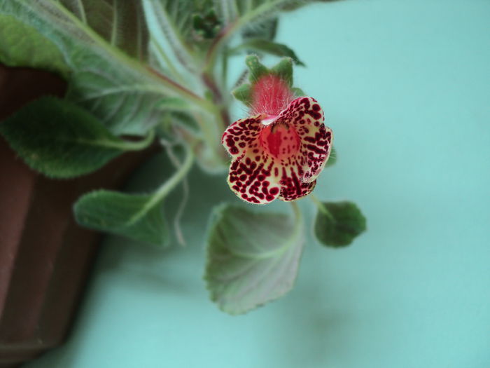 FOTO 2014 063Kohleria Bibi