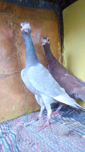 achizitii carieri 2014 007