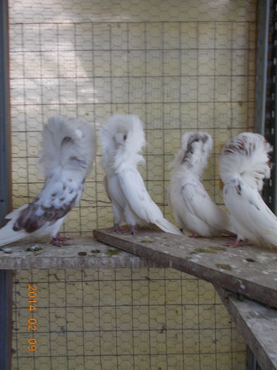 gulerati 9 feb 14 011