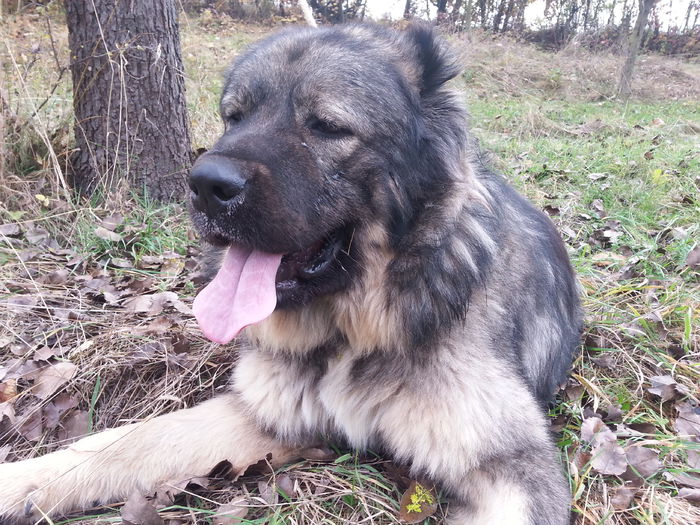 DIXI CAUCAZIAN DE NEAMT - ciobanesti caucazieni