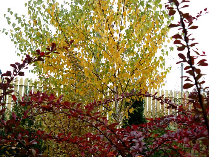 Cu acorduri lungi de lira