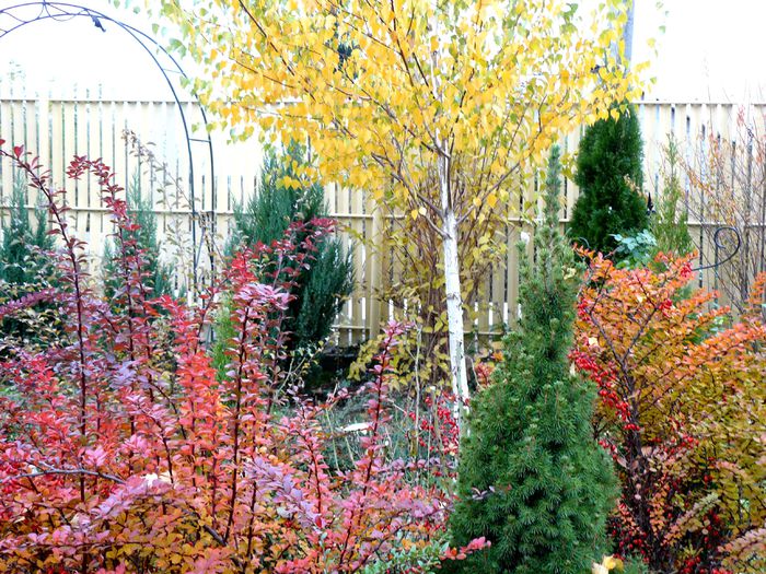 I-au raspuns fanetele