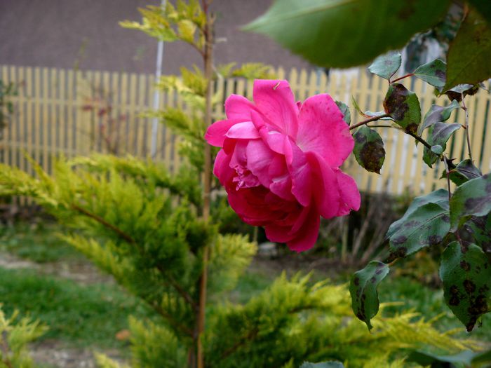 Toate florile tacura