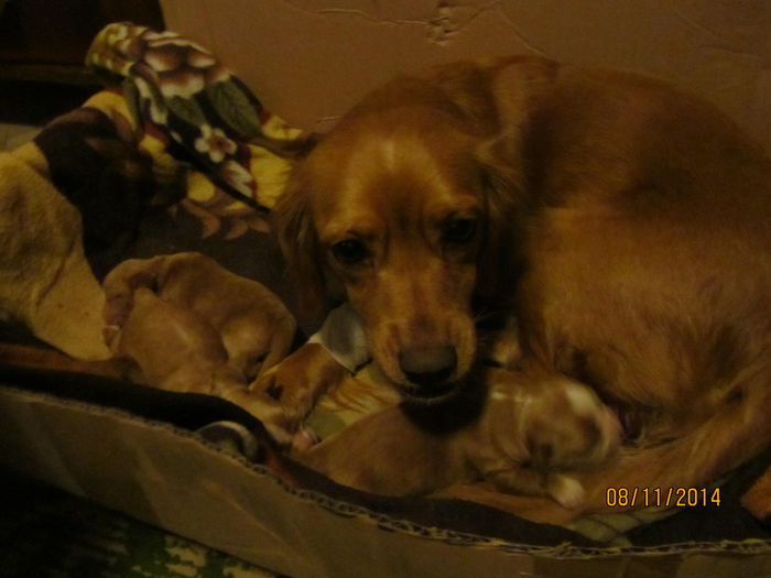 Puiutii lui Charlie(cu mama) - Rasfatel