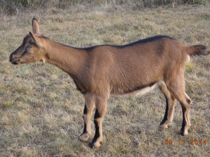 Caprioara zvelta-7 - ALPINELE-in noiembrie pe deal