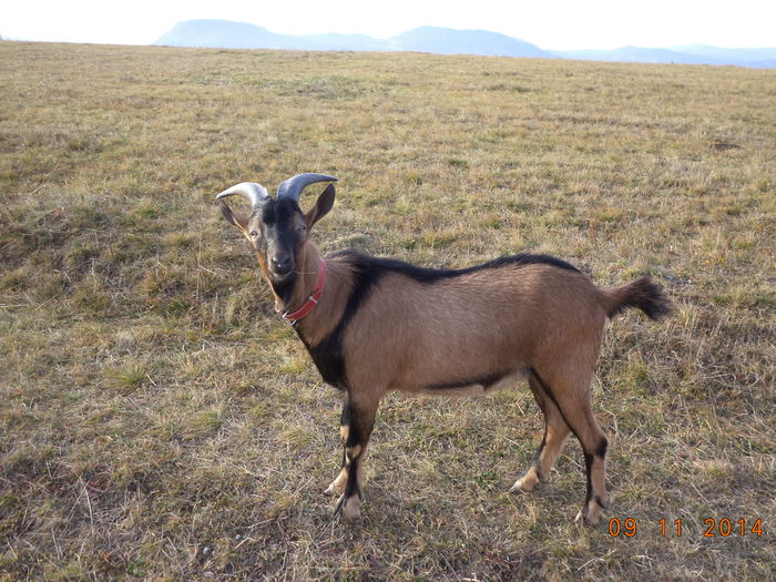 Cezar are deja 10 luni