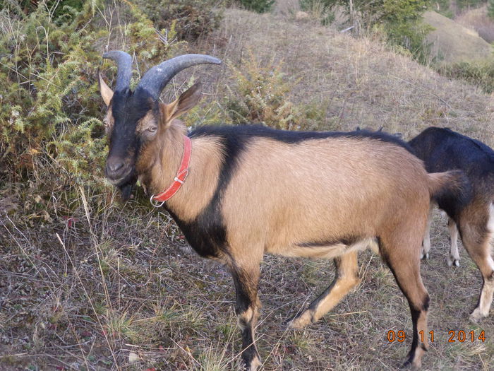 Cezar intr-o poza reusita-2 - ALPINELE-in noiembrie pe deal