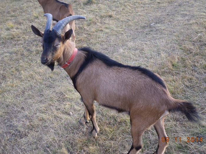 Cezar la o poza buna