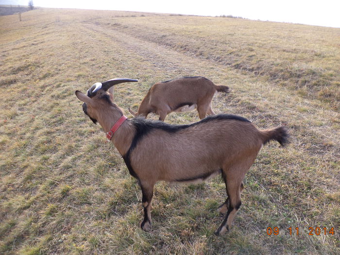 Cezar neastamparatul