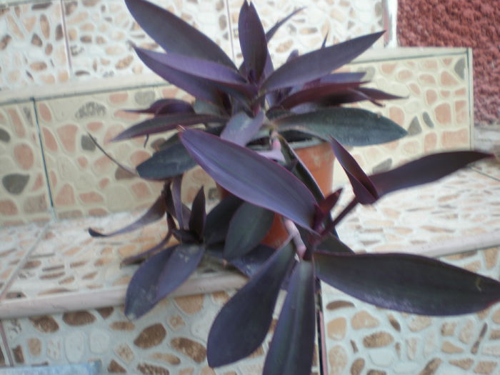  - Tradescantia