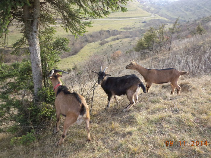 Curiozitatea caprelor - ALPINELE-in noiembrie pe deal