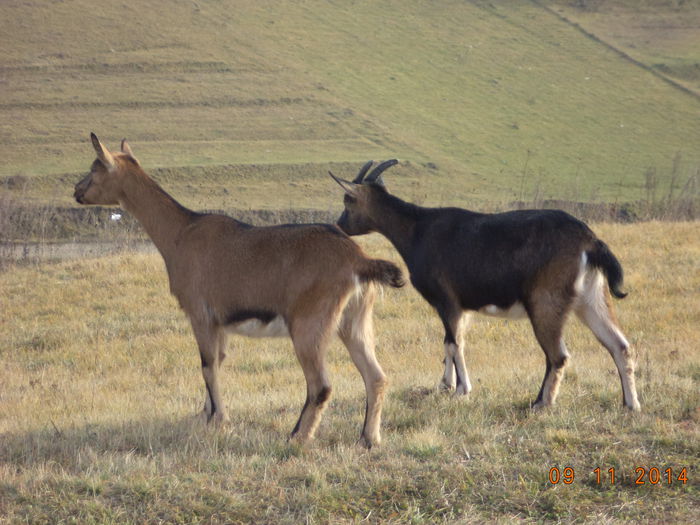Iedutele la plimbare