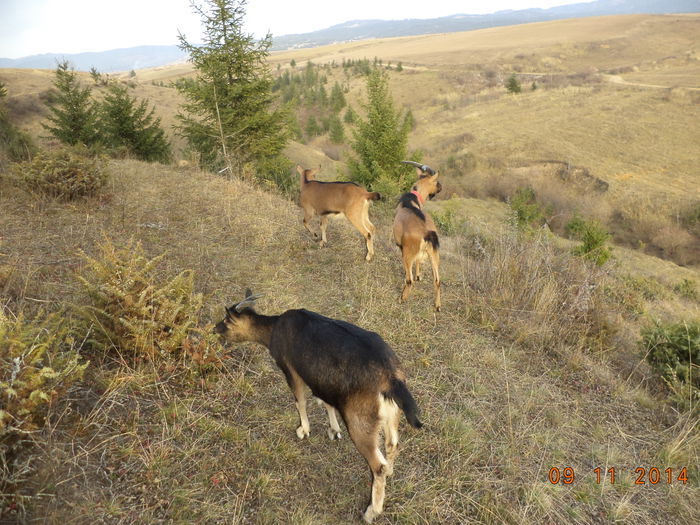 Locul de unde vara am strans frunzele pentru ei