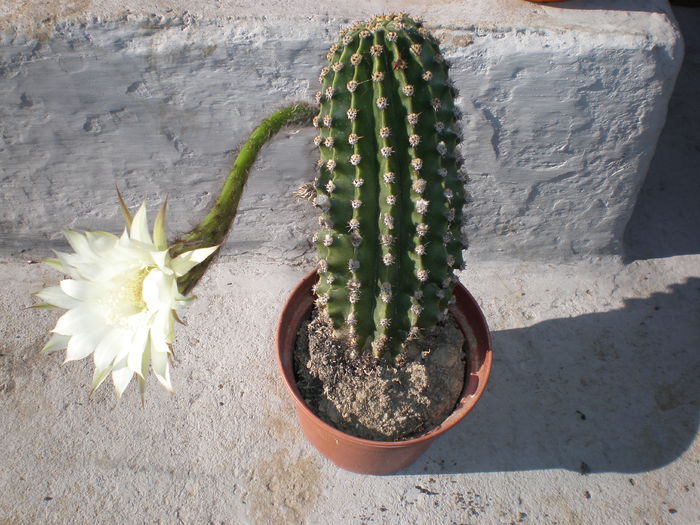  - Cactusi