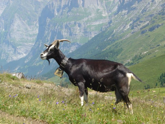 Asa da capra tot sa ai,,,, - Rase de oi si capre-Poze deosebite 2