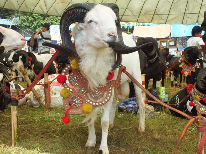 Berbec Domba Garut alb - Rase de oi si capre-Poze deosebite 2