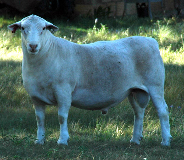 Berbec Dorper alb-k89 - Rase de oi si capre-Poze deosebite 2