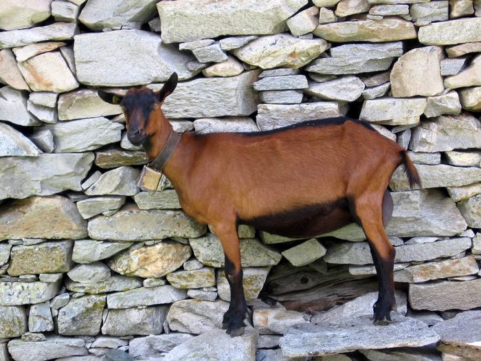 O Oberhasli cu pulpa mare-76 - Rase de oi si capre-Poze deosebite 2