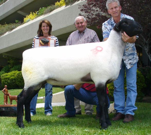 Suffolk American Berbec - Rase de oi si capre-Poze deosebite 2