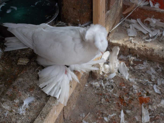 femela - Porumbei pe 2014-2015