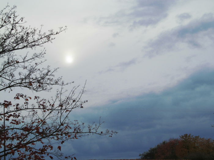  - Diverse 2 - Gradina cu frunze