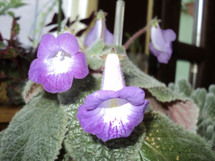 FOTO 2014 017Eucodonia Adele