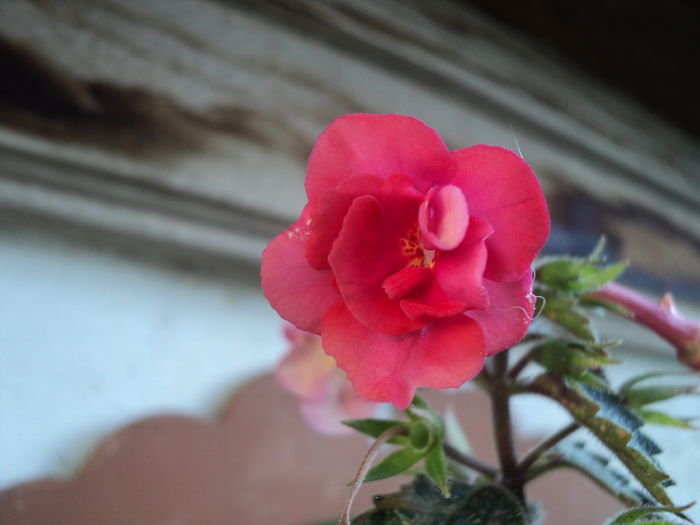 FOTO 2014 162 - GESNERIACEE