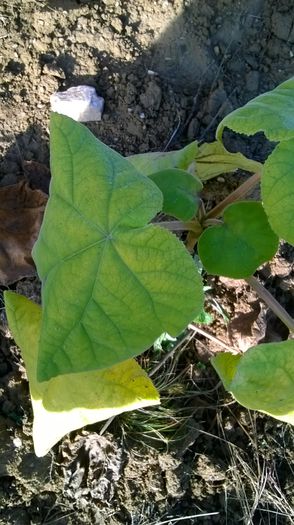WP_20141019_010 - locul plantatiei