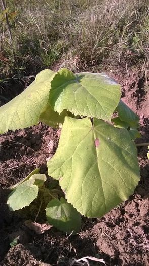 WP_20141019_019 - locul plantatiei