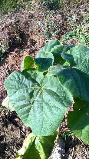 WP_20141019_028 - locul plantatiei