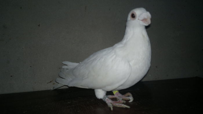 2014-11-08-5039 - pui 2012