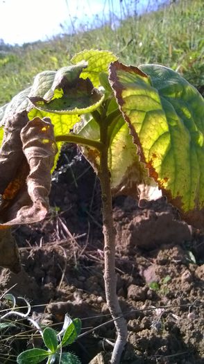 WP_20141019_012 - locul plantatiei