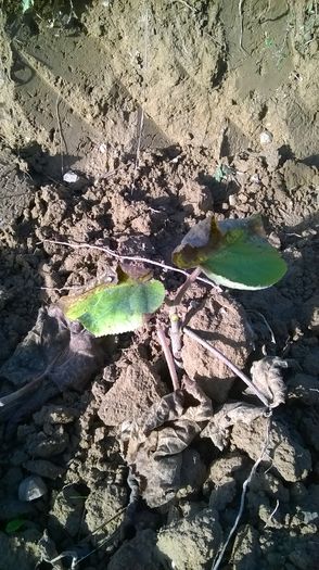 WP_20141019_015 - locul plantatiei