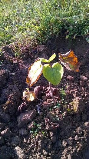 WP_20141019_016 - locul plantatiei