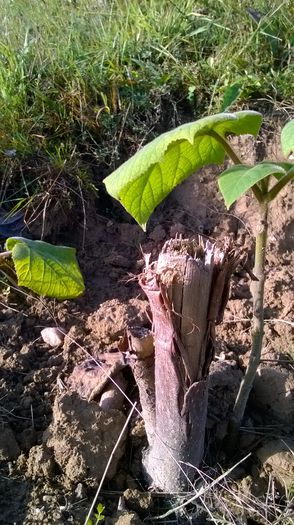 WP_20141019_018 - locul plantatiei