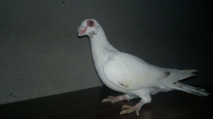 2014-11-08-5189 - pui 2012