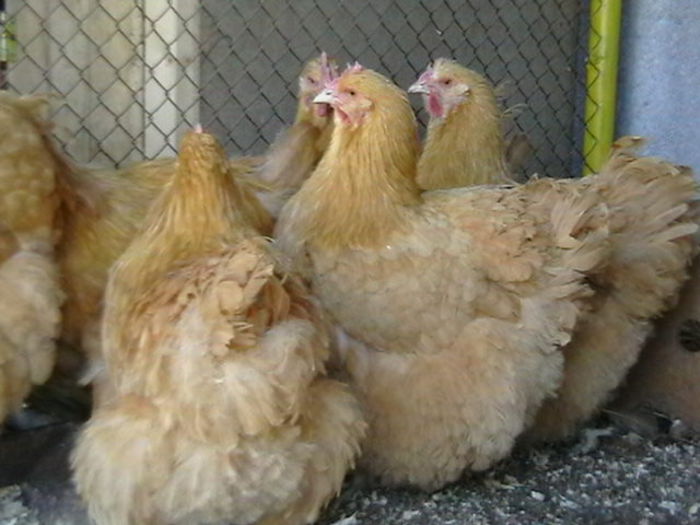 IMGA0196 - G ORPINGTON GALBEN