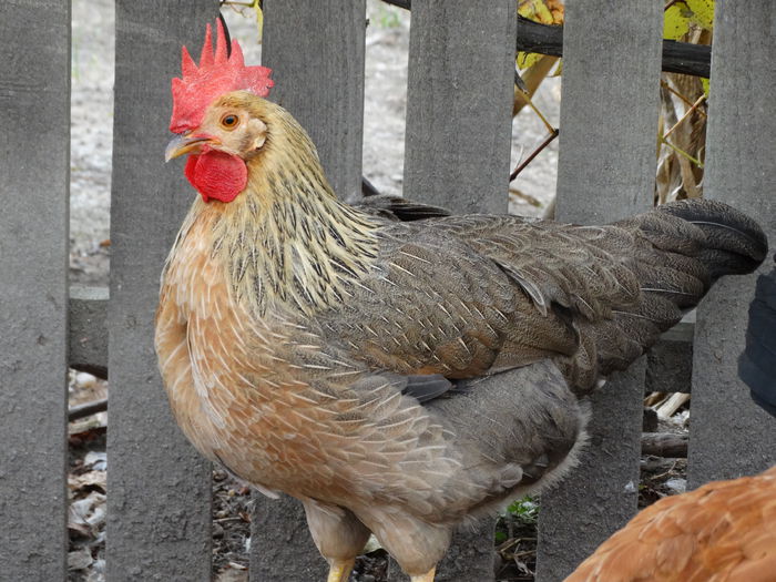 DSC03135 - Italiana Orange-Duckwing