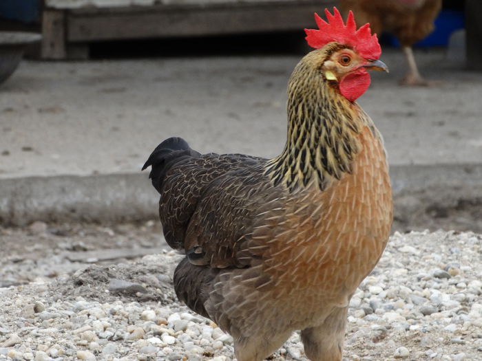 DSC03149 - Italiana Orange-Duckwing