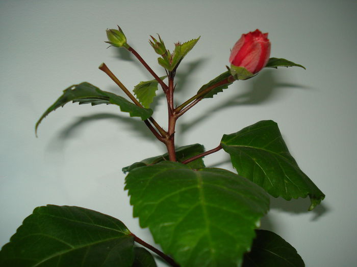 DSC09263 - HIBISCUS 2014