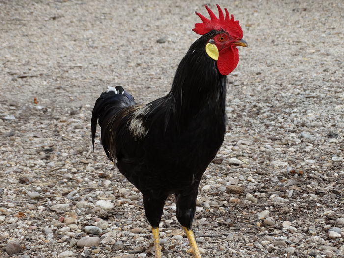 DSC03147 - Italiana Orange-Duckwing