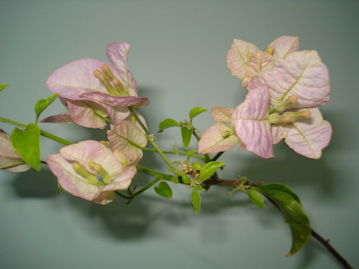 DSC09254 - BOUGAINVILLEA