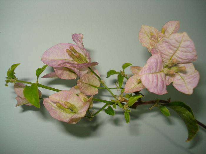 DSC09250 - BOUGAINVILLEA