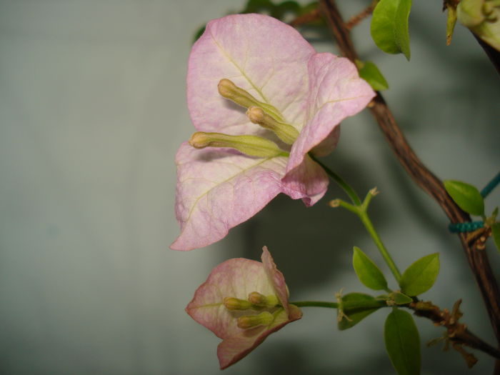 DSC09252 - BOUGAINVILLEA