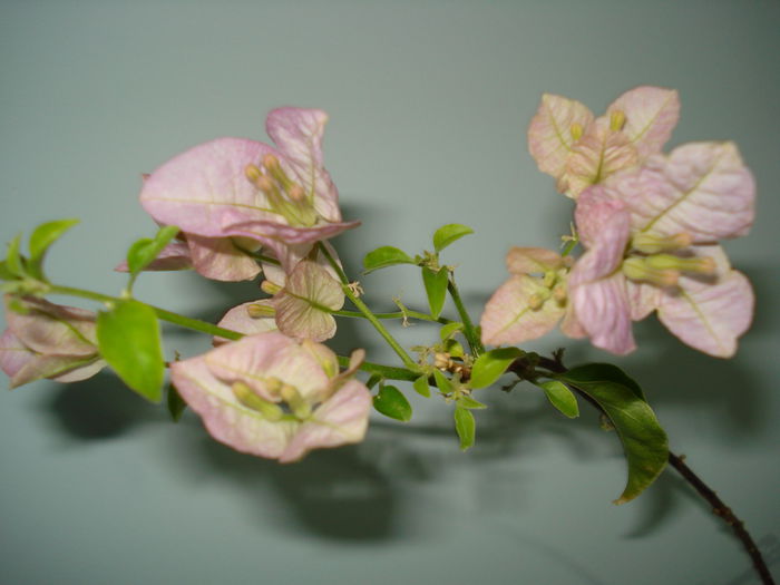 DSC09253 - BOUGAINVILLEA