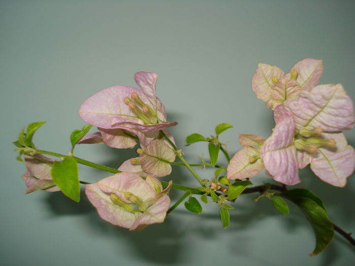 YU-YU - BOUGAINVILLEA