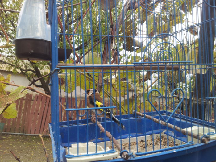 sticlete adus de la bucuresti